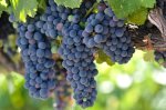 Merlot Grapes on Vine